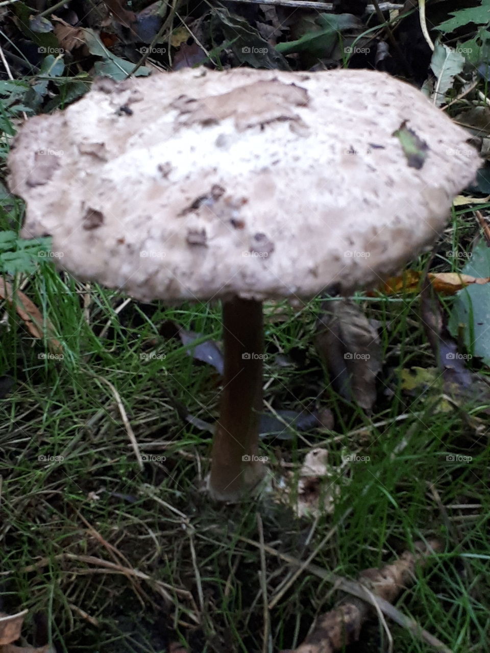 Mushroom, Fungus, Grass, Nature, Wood