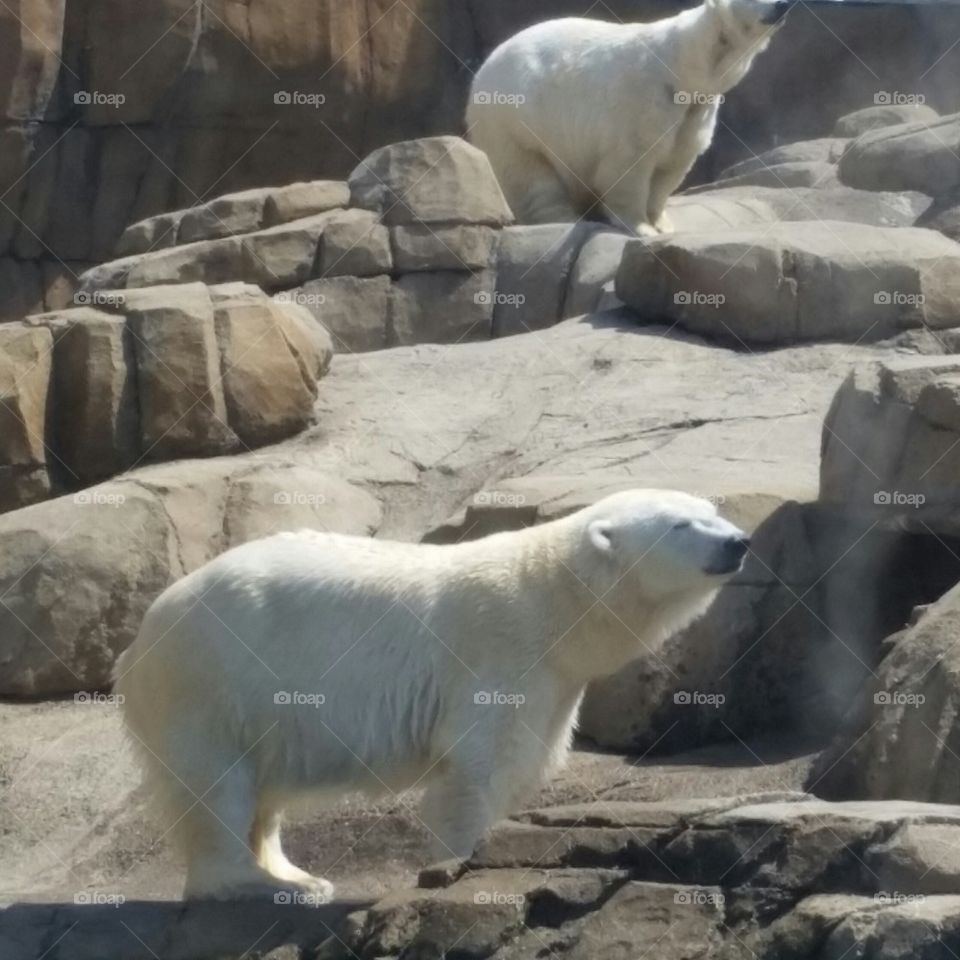 polar buddies