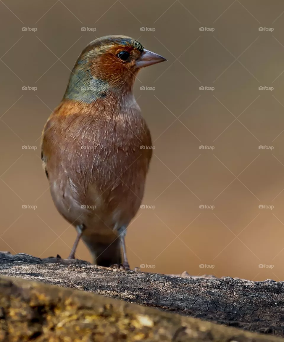 Beautiful bird