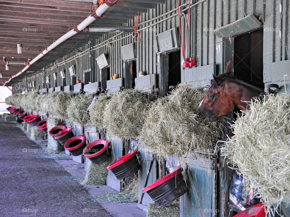 Phipps Stable . Pride and tradition at the prestigious Phipps stables, Saratoga. One horse in his stall carefully watches as I shoot.