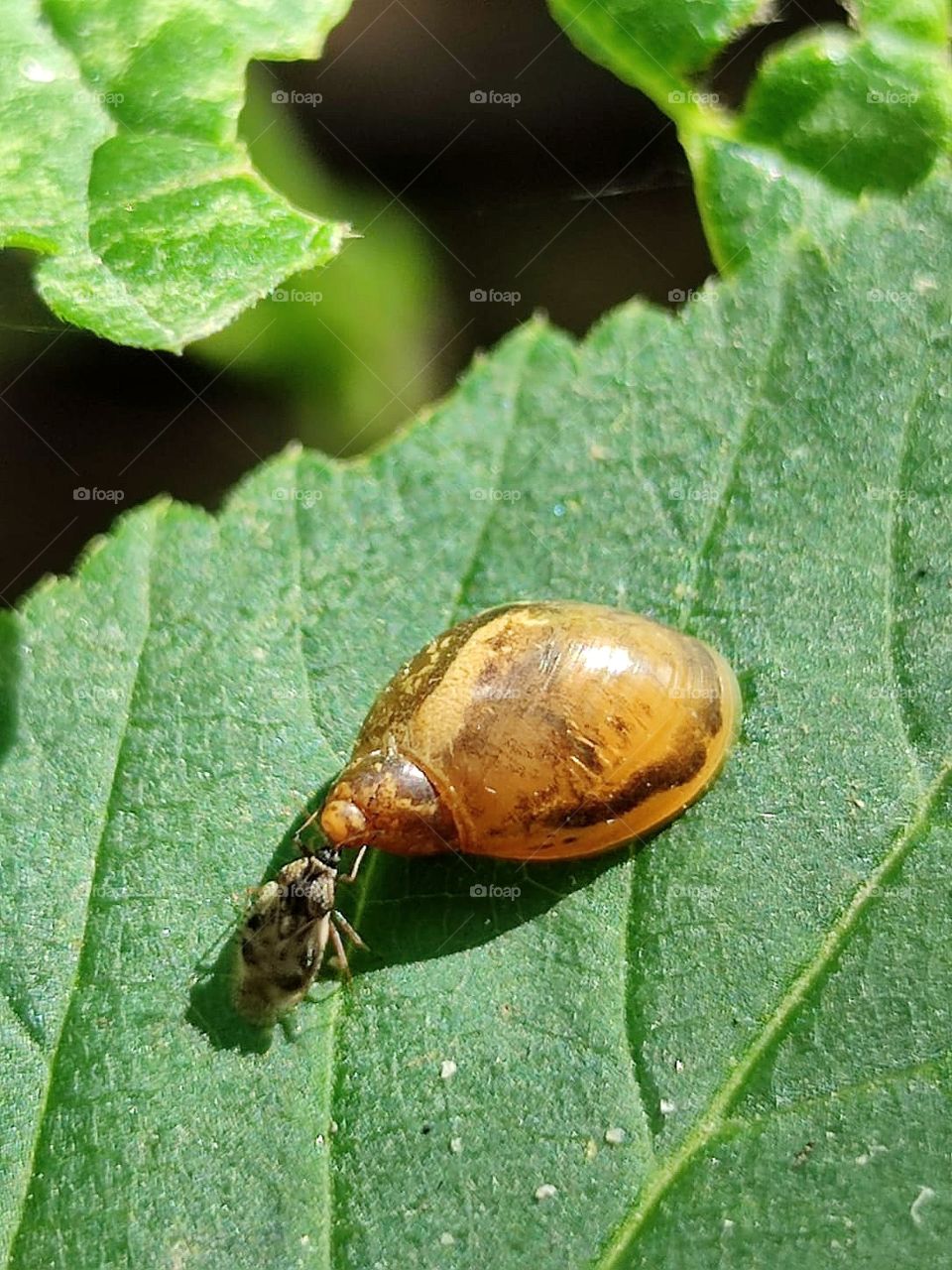 A green leaf of a plant on which a snail sits.  A beetle climbs a snail