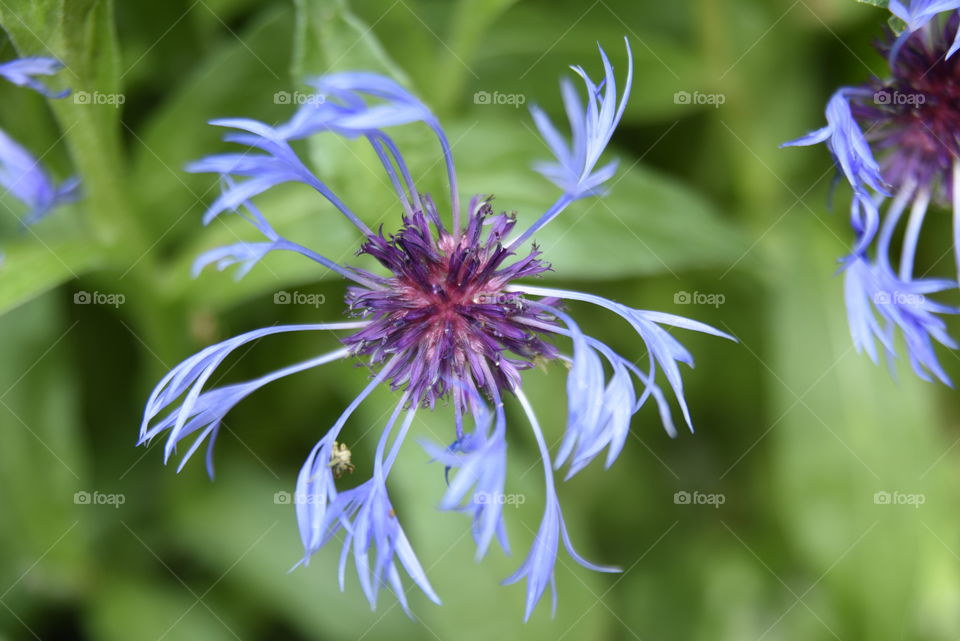 Cornflower in the field