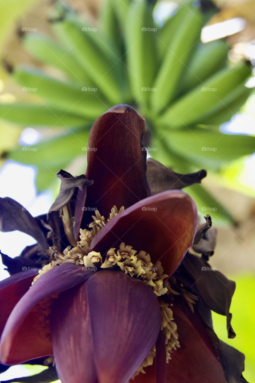 Ice-cream Banana Plant Bloom