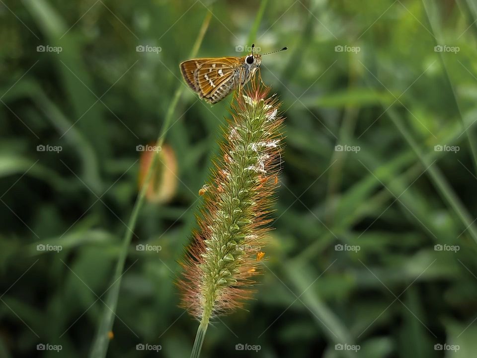 Did you notice the butterfly?