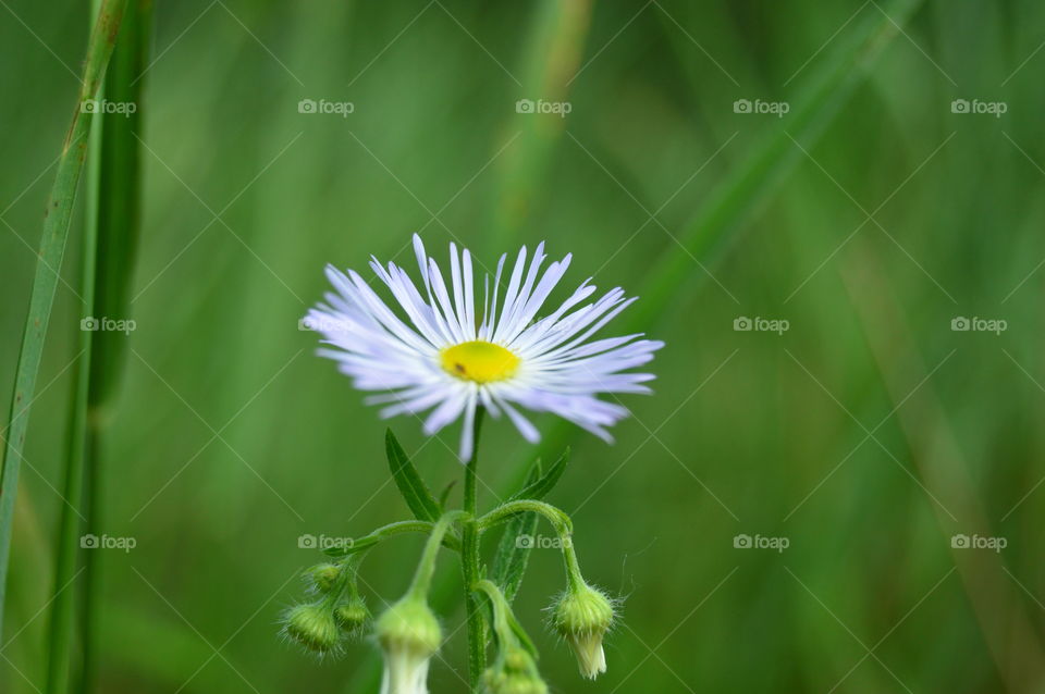 macro chamomile