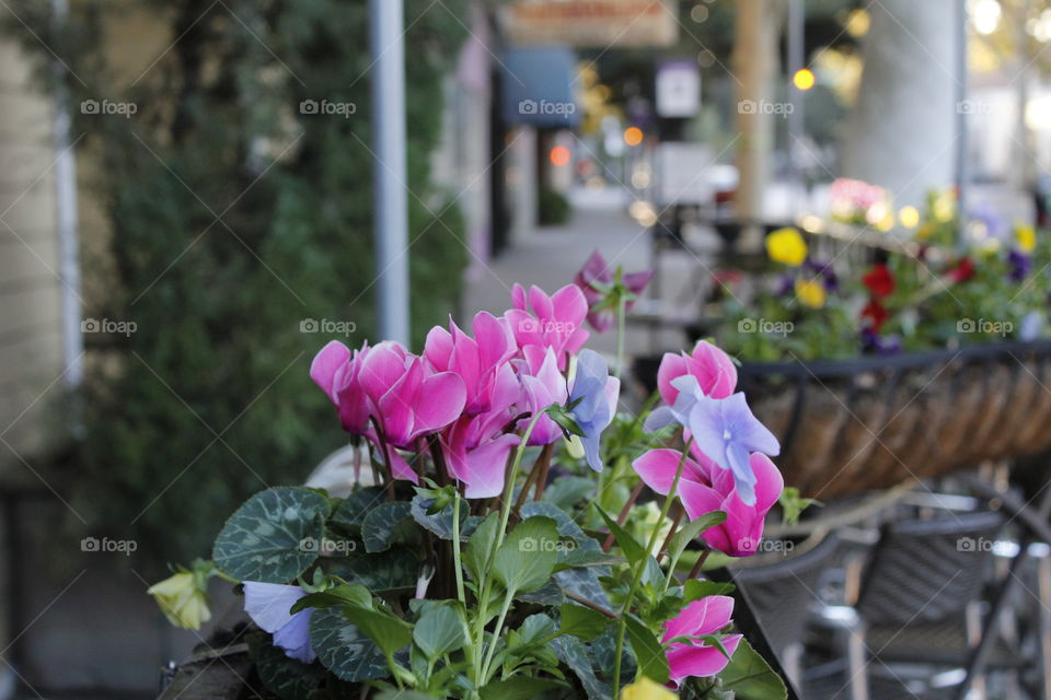 Flower, Garden, No Person, Nature, Flora
