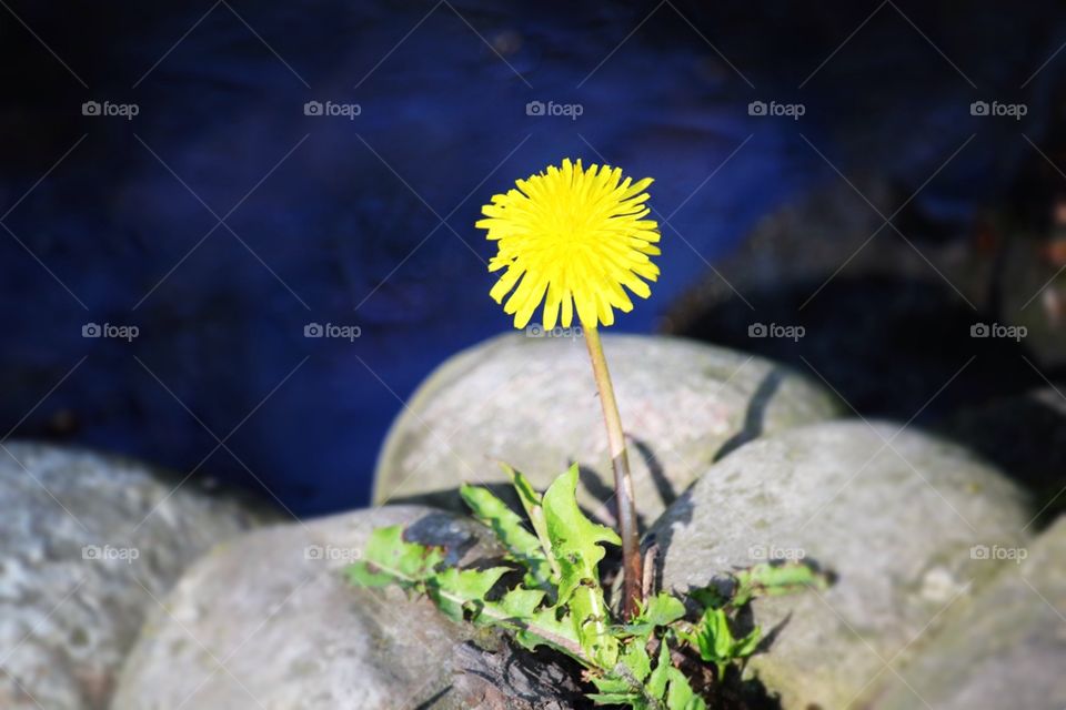 Flower on stone