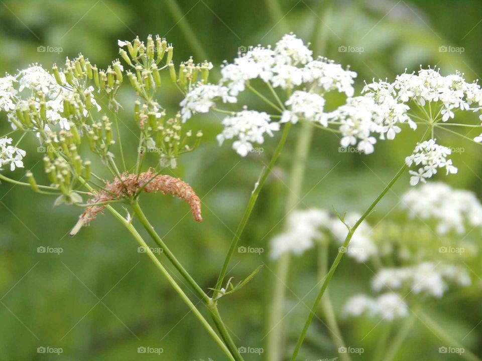 Wildkräuter am Straßenrand