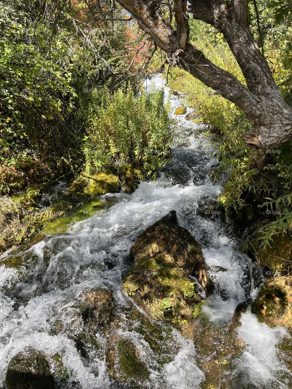Beautiful stream so vibrant colors 