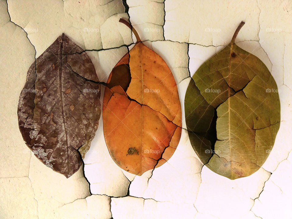Design by different jack fruit leaves