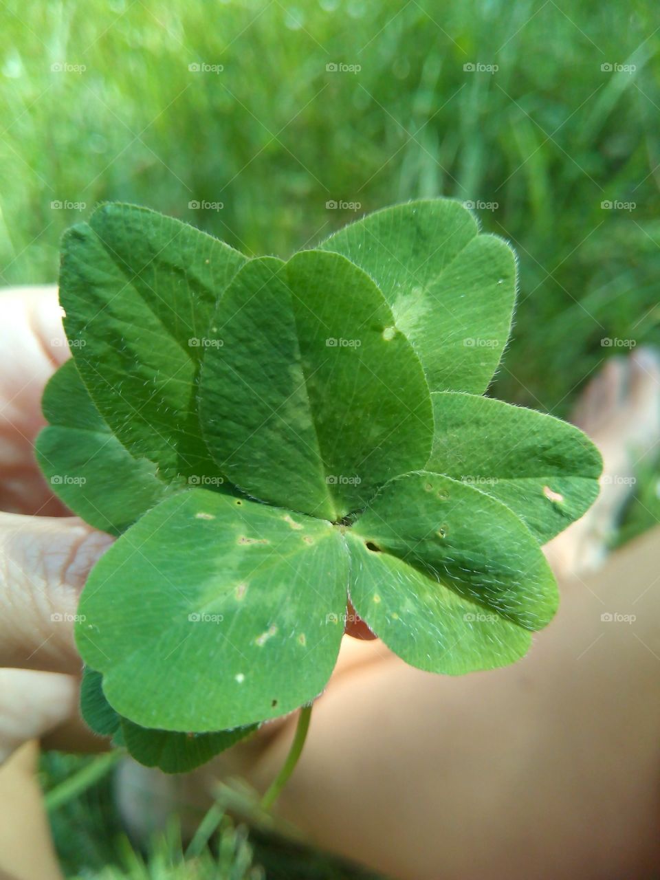 Green clover in hand