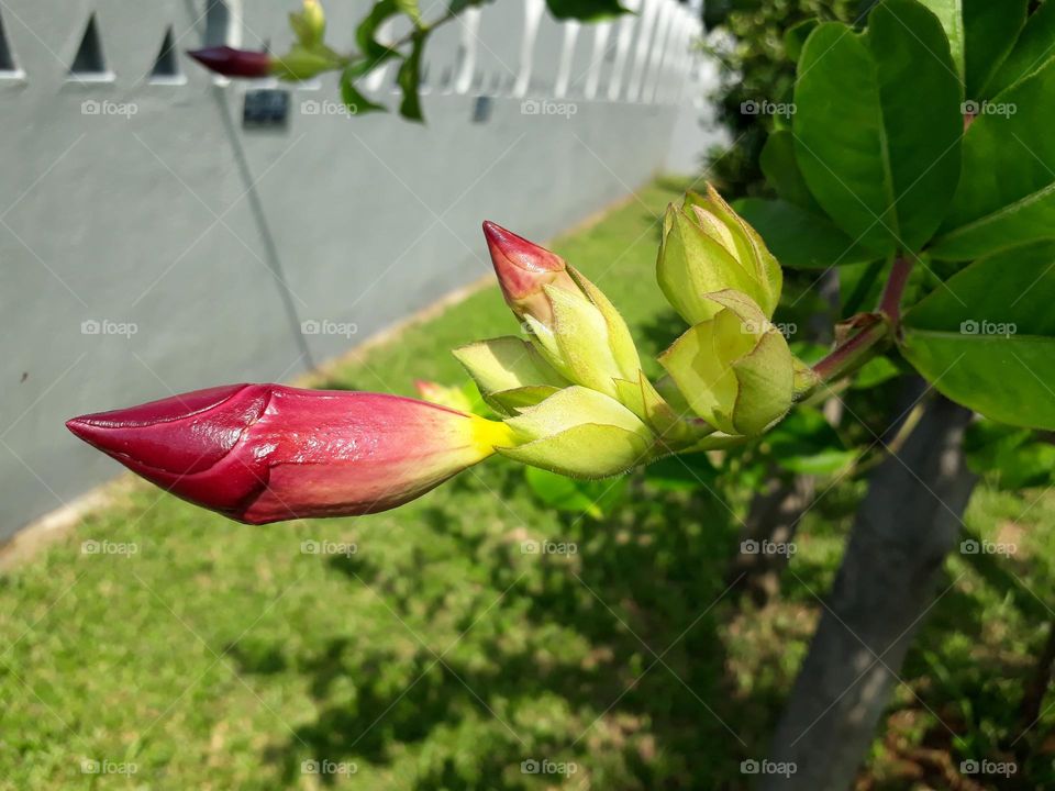 srilankan flowers ...