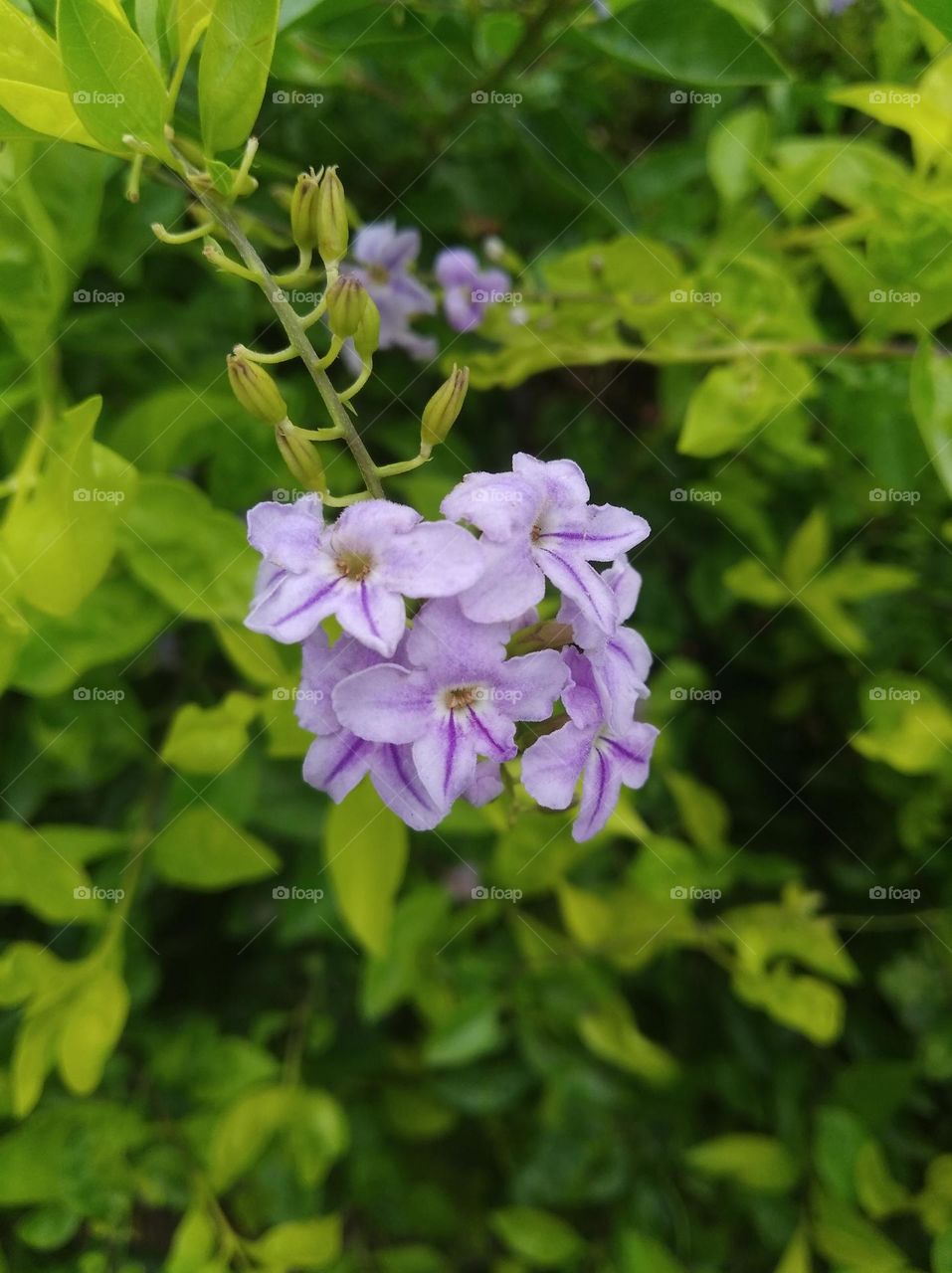 purple flower seasonal fresh shurb small size looks very beautiful generally found everywhere seasonal