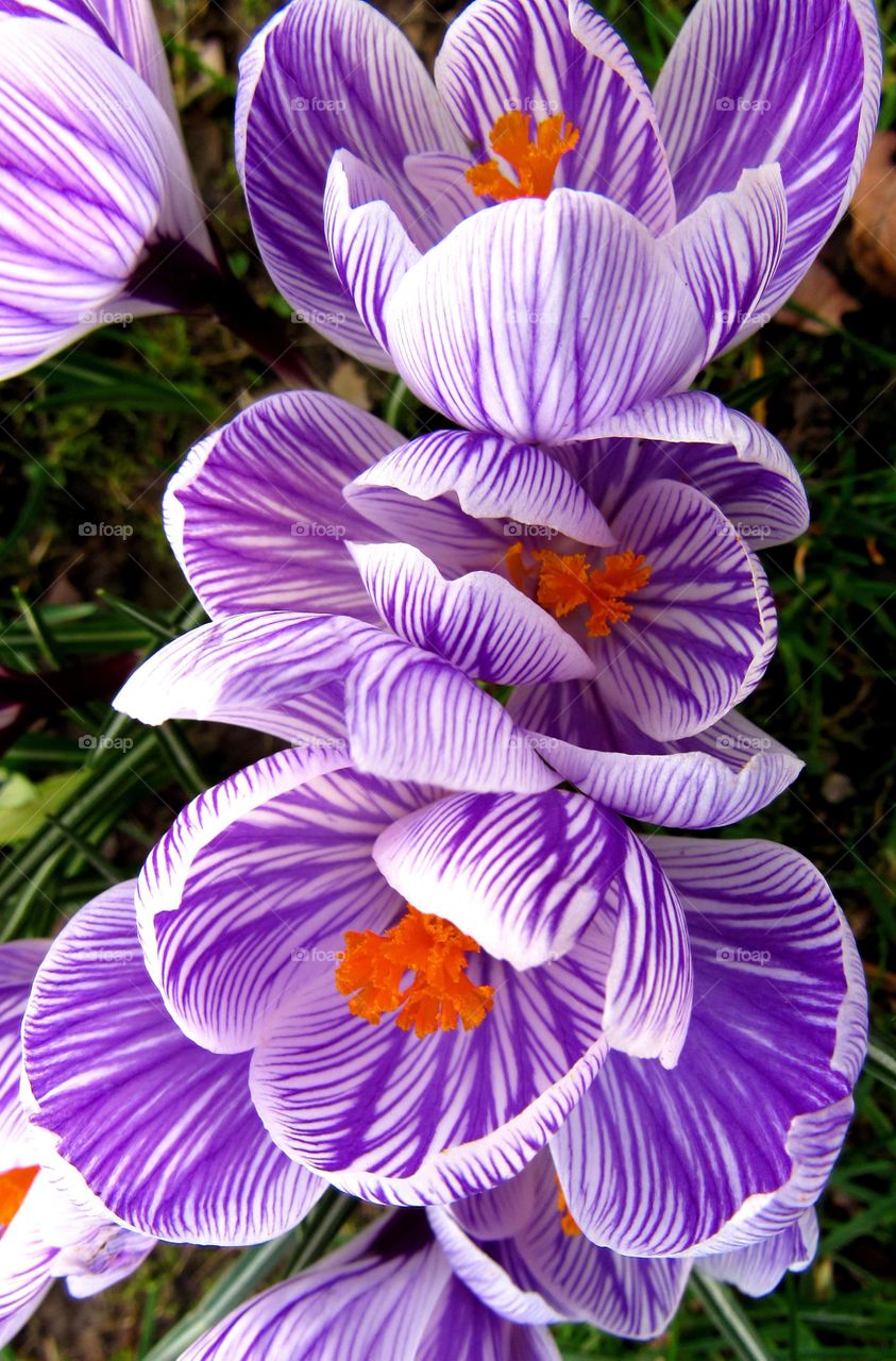 crocus