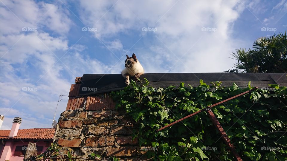 cat, furry, external garden, sky, house