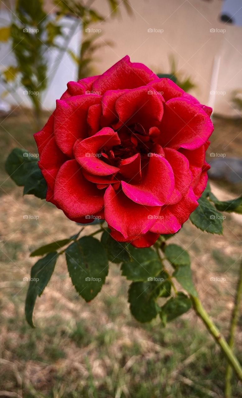 Red rose 