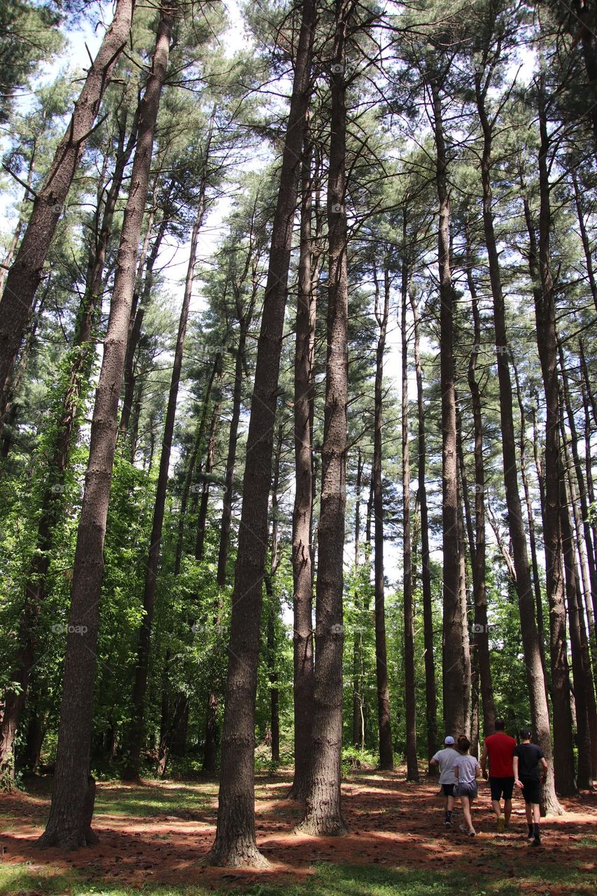 Family hike in woods with large trees