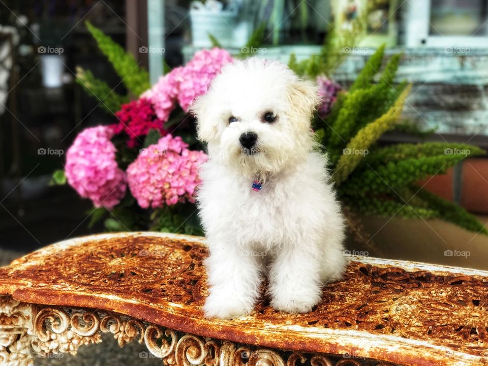 Furry white puppy perched on rusty white bench with hydrangeas.