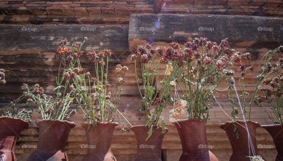 Flowers for pray at shwesandaw pagoda is the most famous place to see sunrise and sunset place in Bagan pagoda in Myanmar