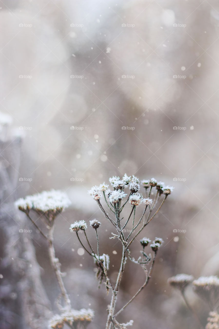 Snow covered plants. Hoarfrosted herbs