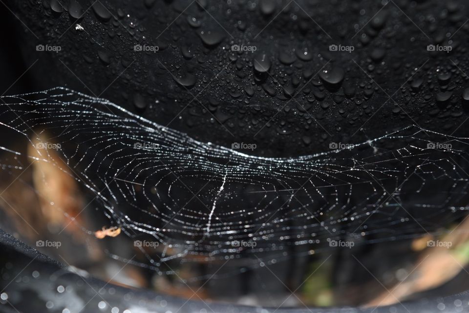 Wet cobweb
