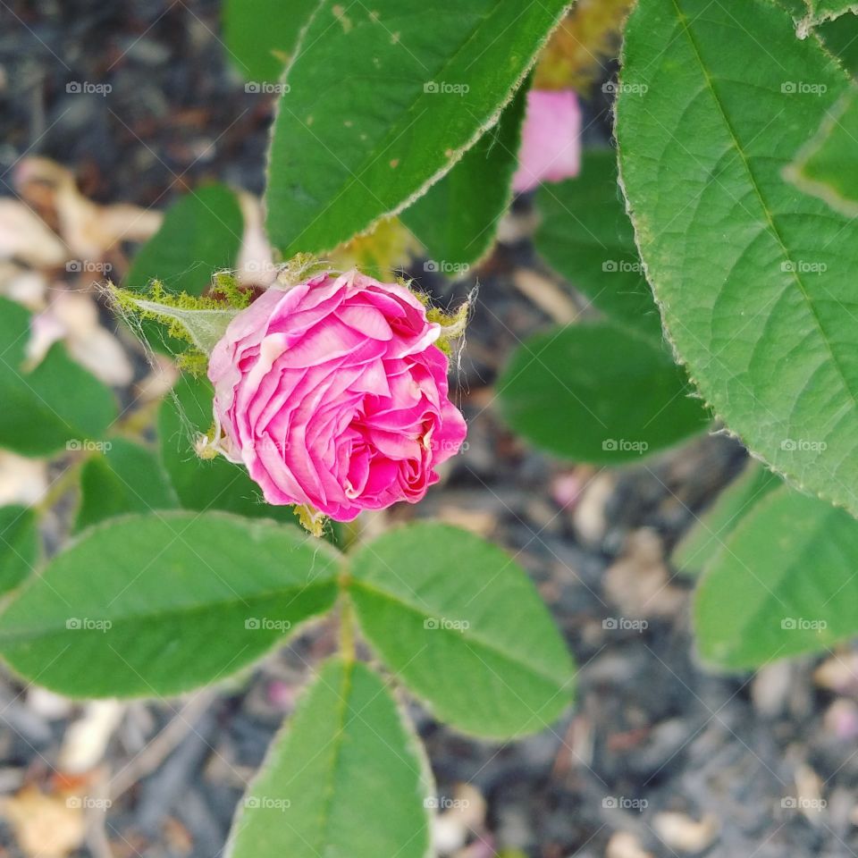 flower in the garden. beautiful pink. mother nature.