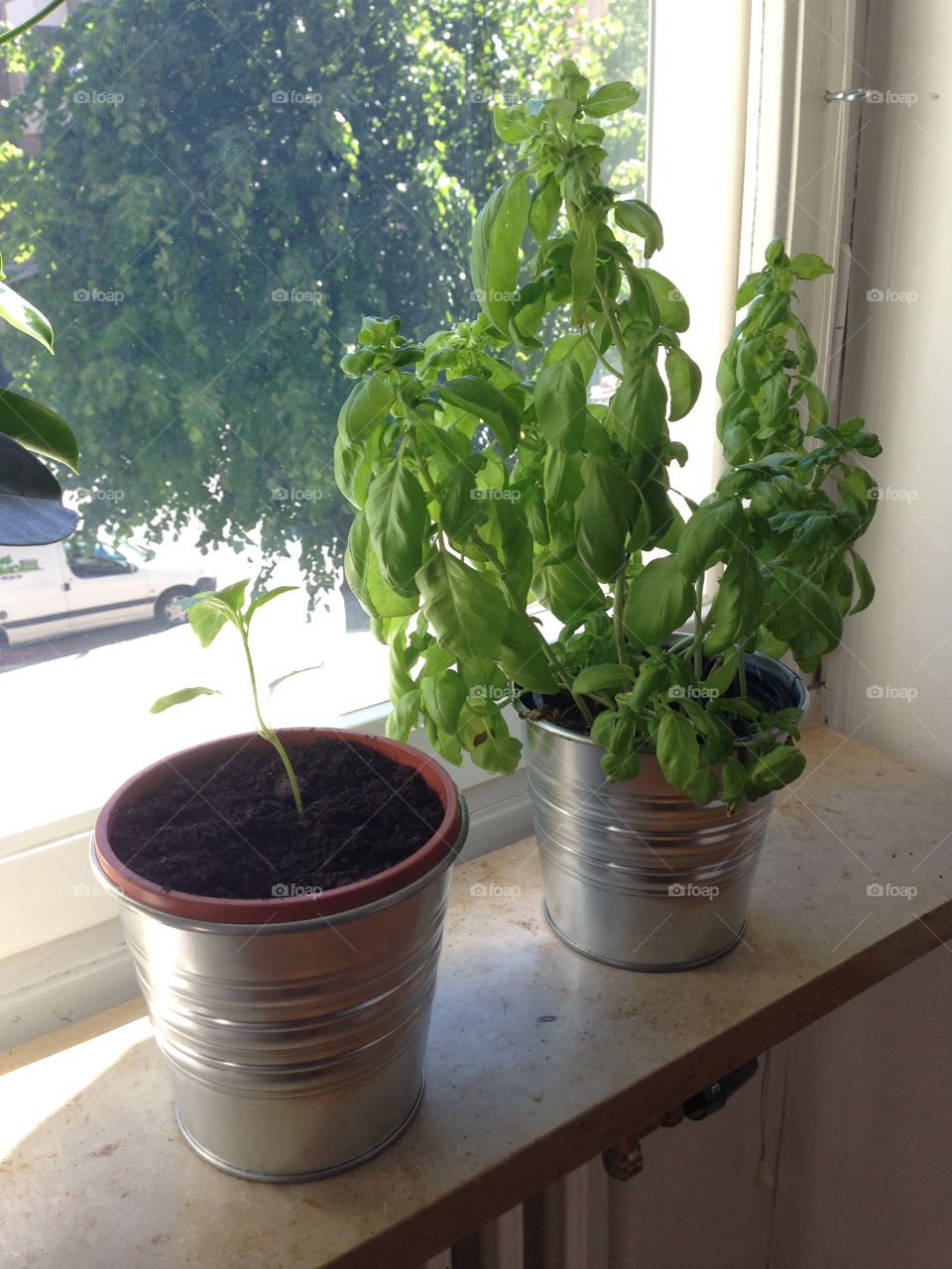 Growing herbs in kitchen 
