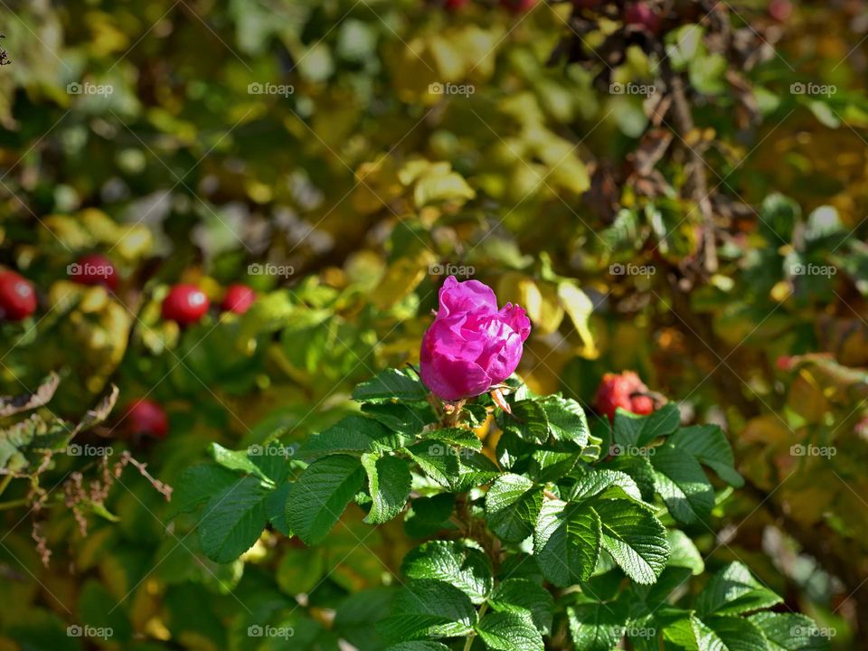 the blossom of the rosehip