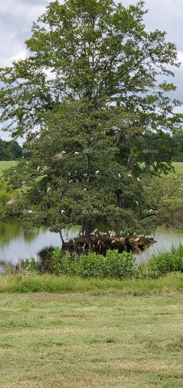 summer under the tree