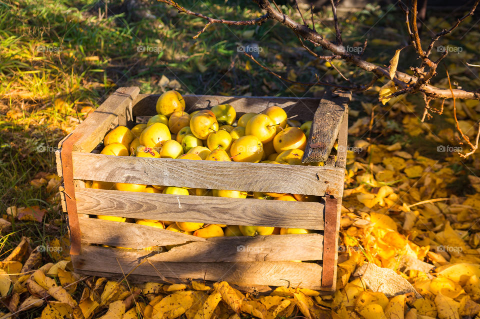 Harvest ripe juicy and tasty apples. Harvested juicy apples from fertile trees.