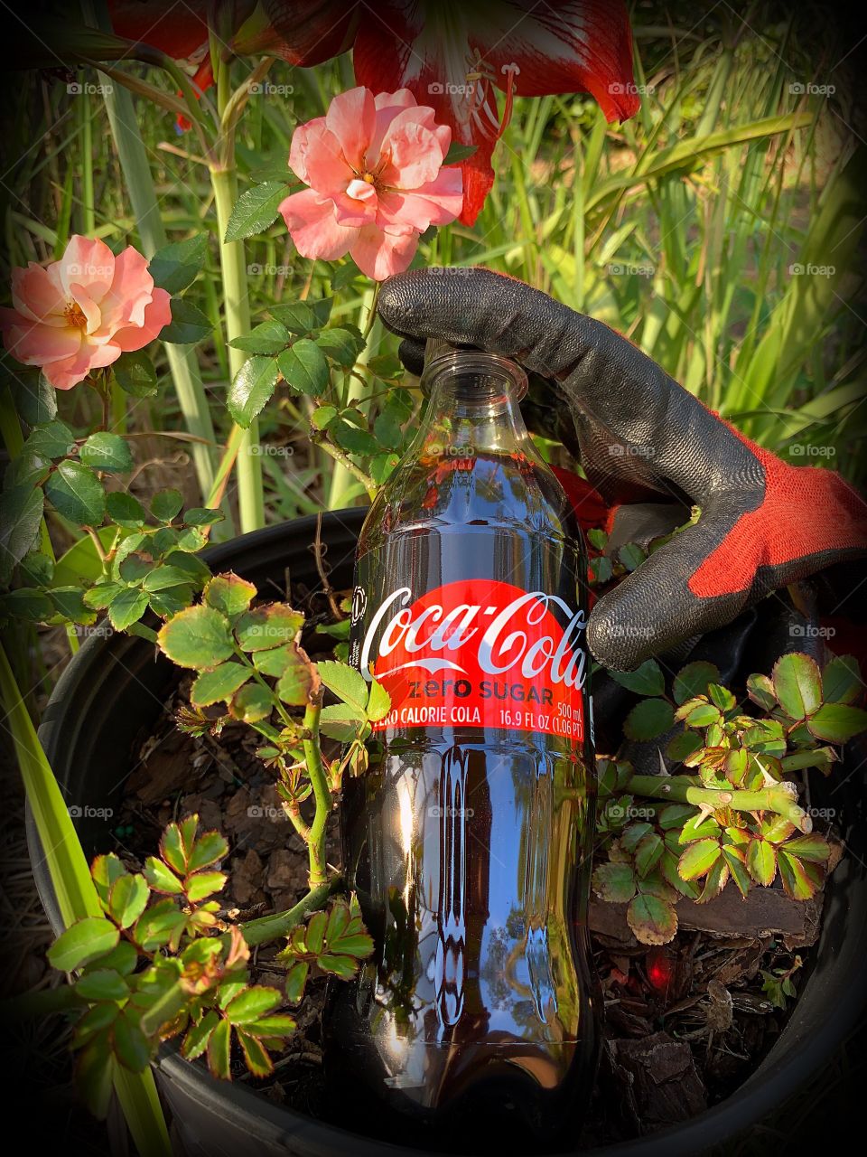 Gardening with refreshing Coca Cola.
