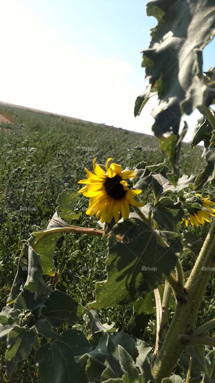 sunflower within the weeds
