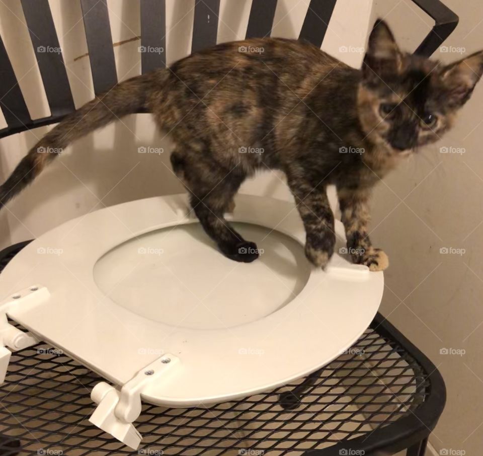 Kitten on a new toilet seat cover 