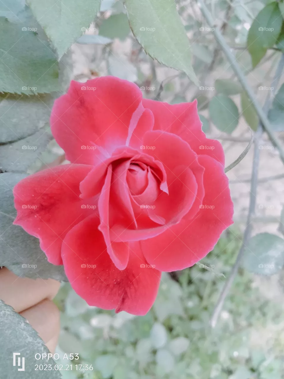 #red 🌹.