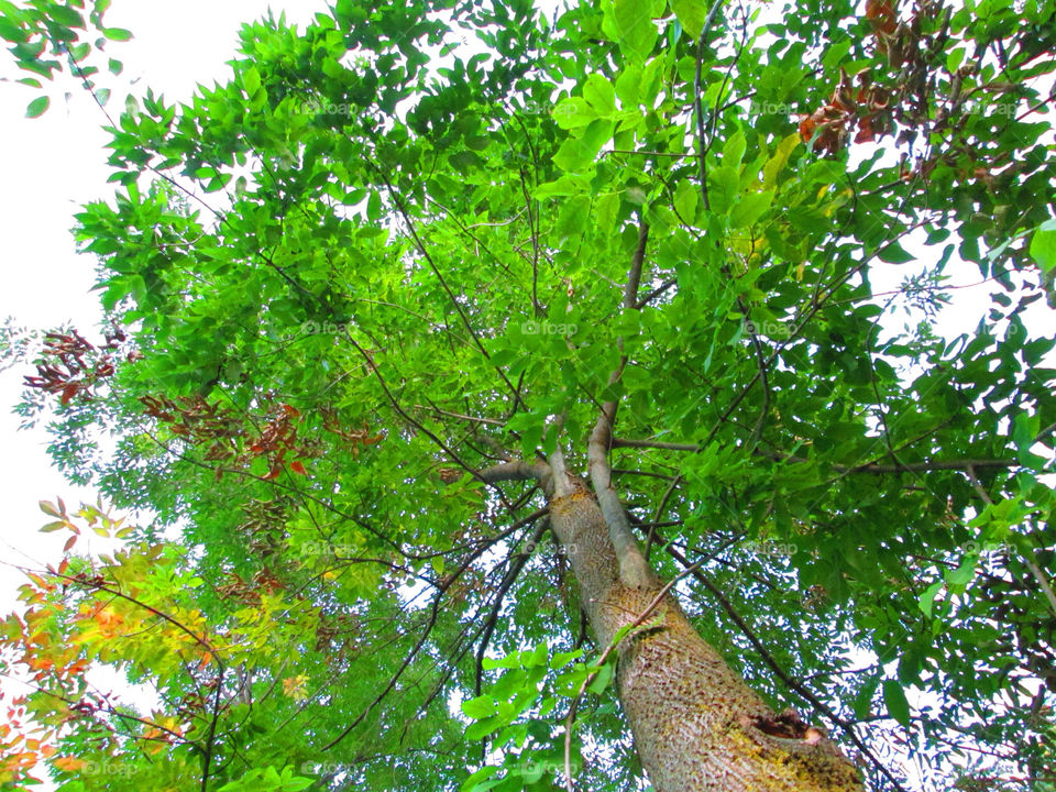 sky green nature tree by ashley77