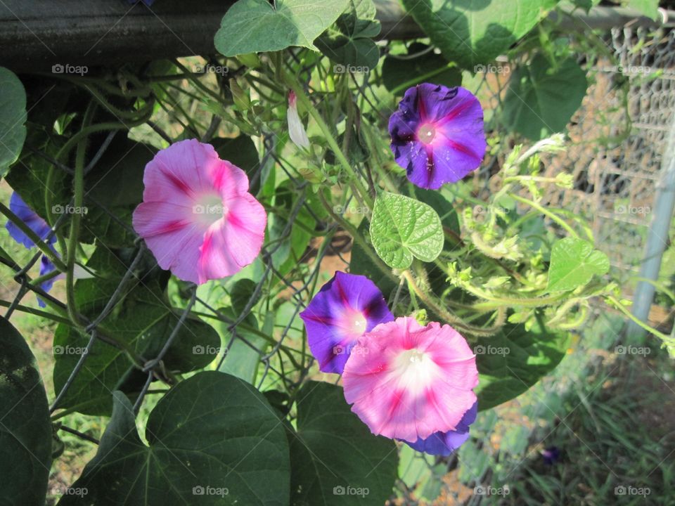 Pink and Purple Morning Glory