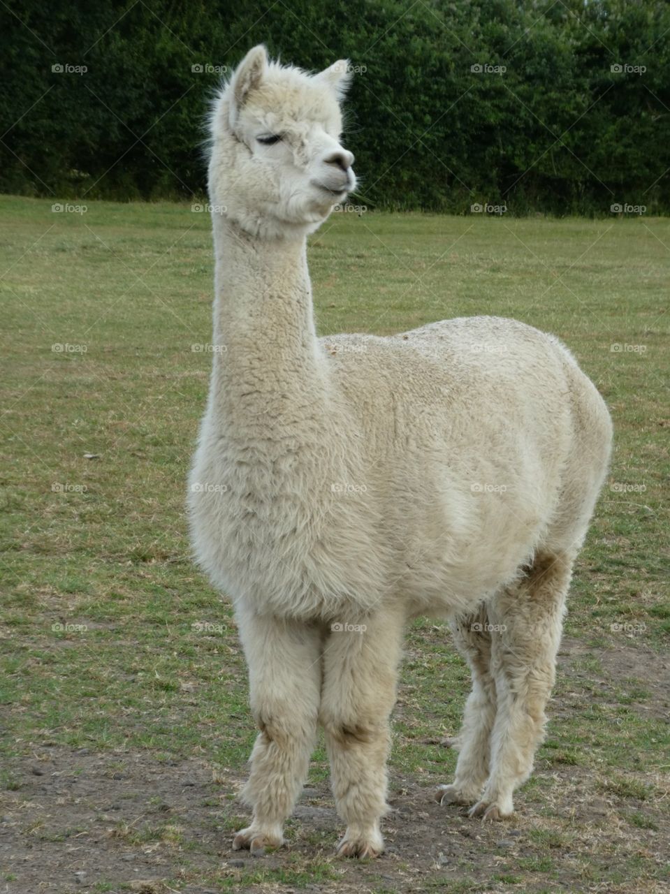 Alpaca my bags 