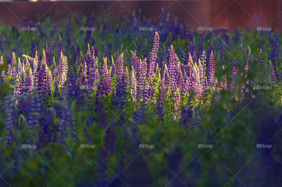 The sea of lupins in Ray of light