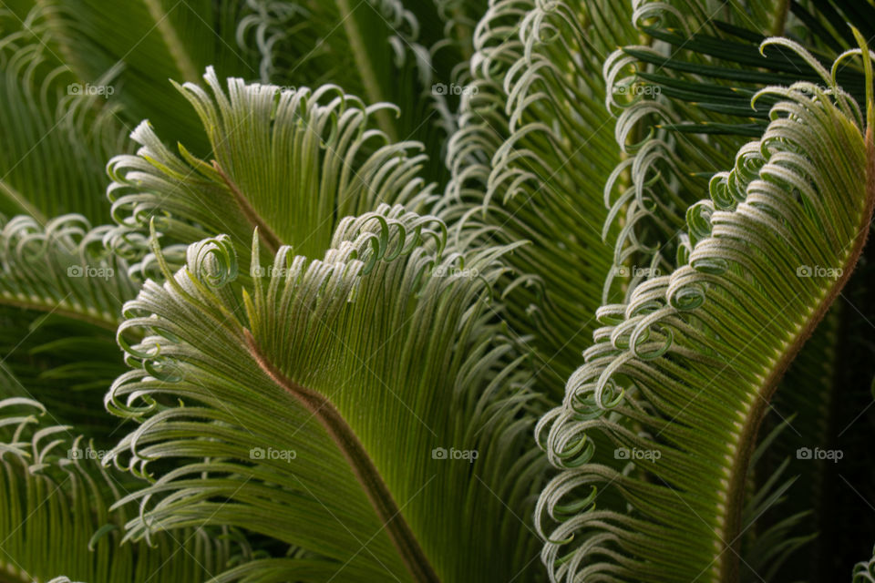 Green plant/Planta verde.