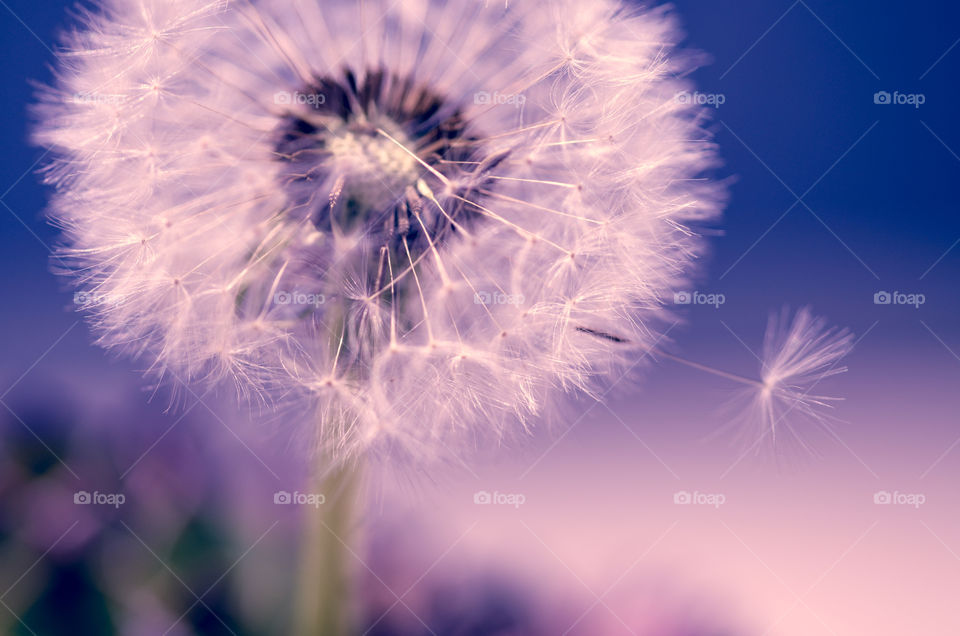 dandelion
