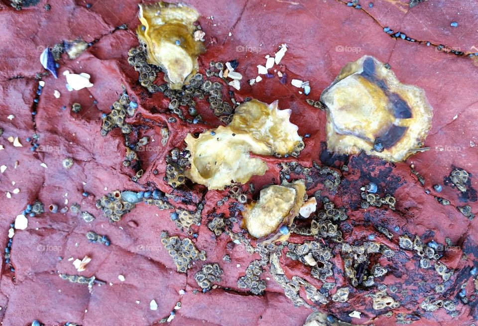Small limpets, oyster and other small seashells attached to red rocks at the beach.