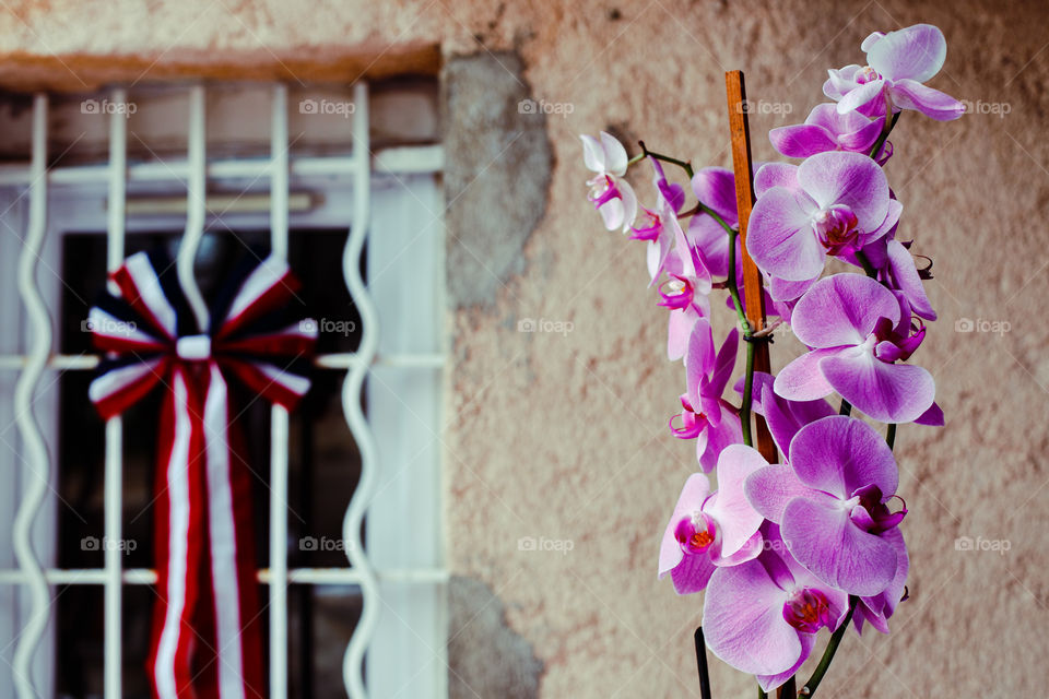 Orchid and Red, white and blue 