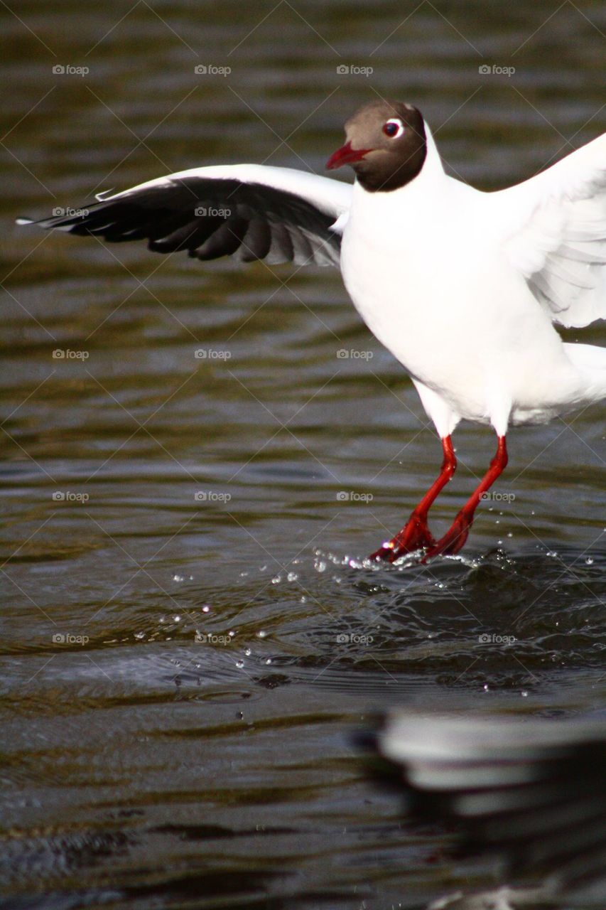 Seagull