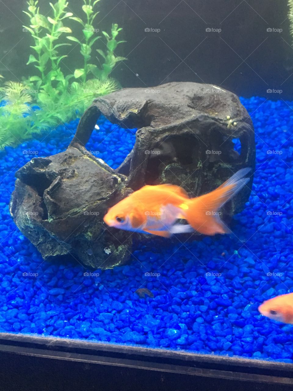 Fish in an aquarium at the pet store 