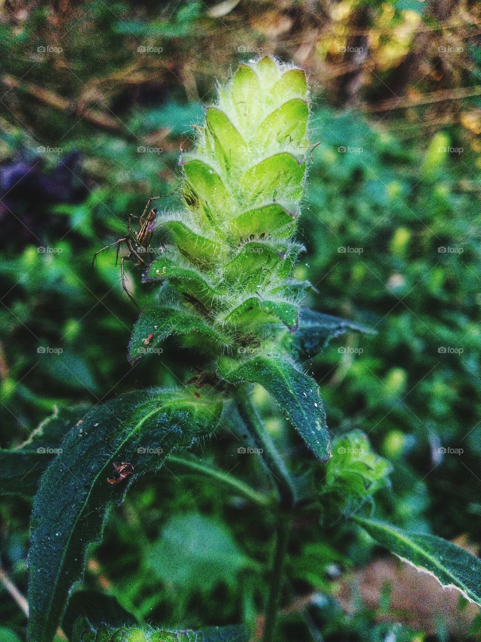 Delicate thorny flowers