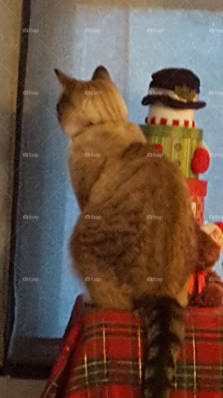 cat looking thru curtain