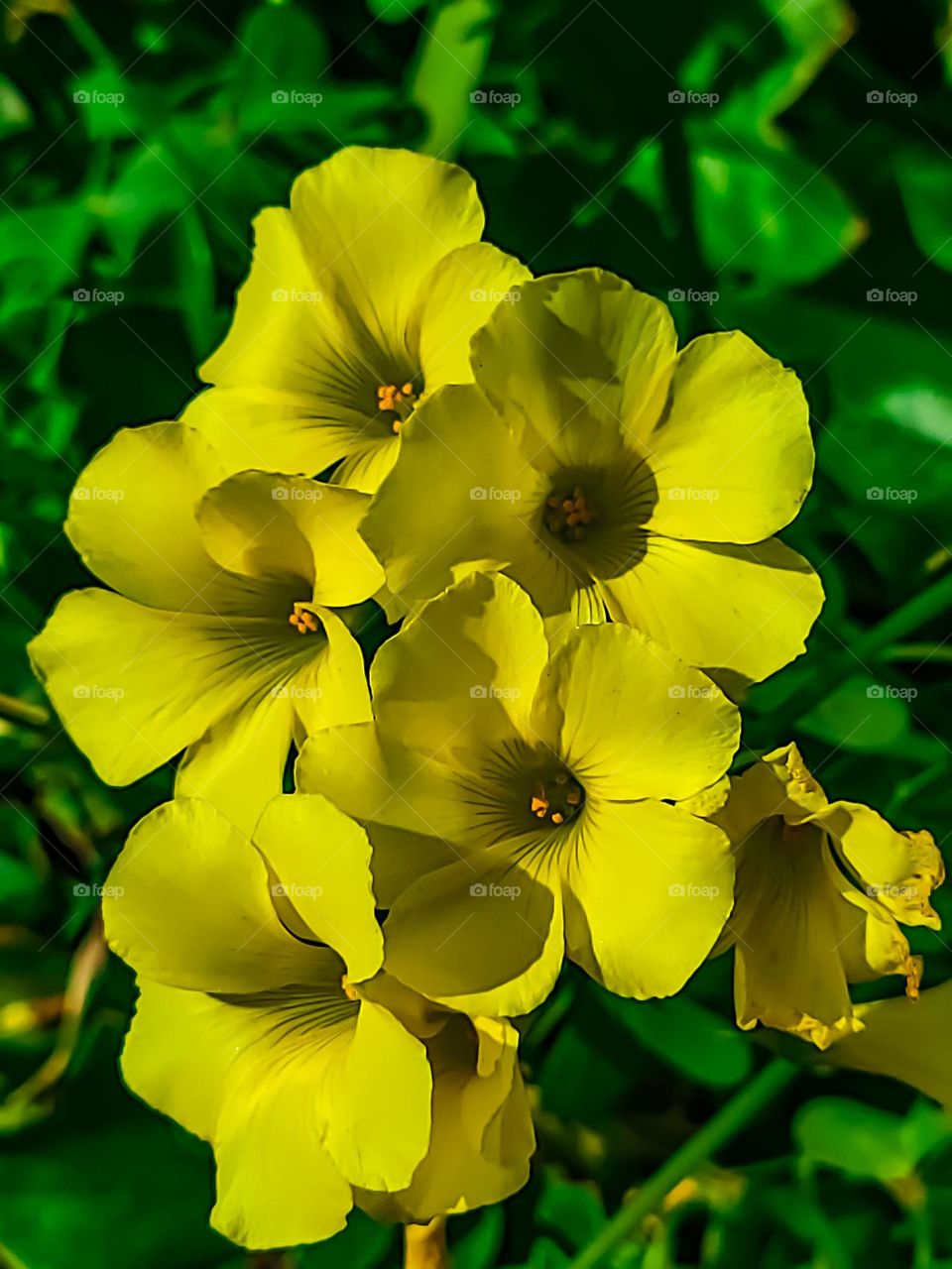 Beautiful yellow flowers blooming as springtime takes hold in the city, vibrant and hopeful 