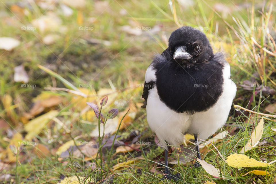 Black and white bird - young Magpie