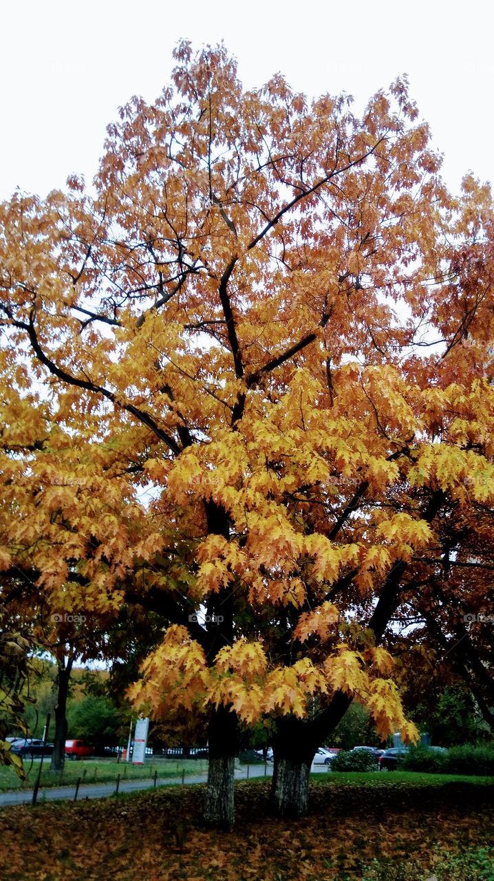trees in autumn