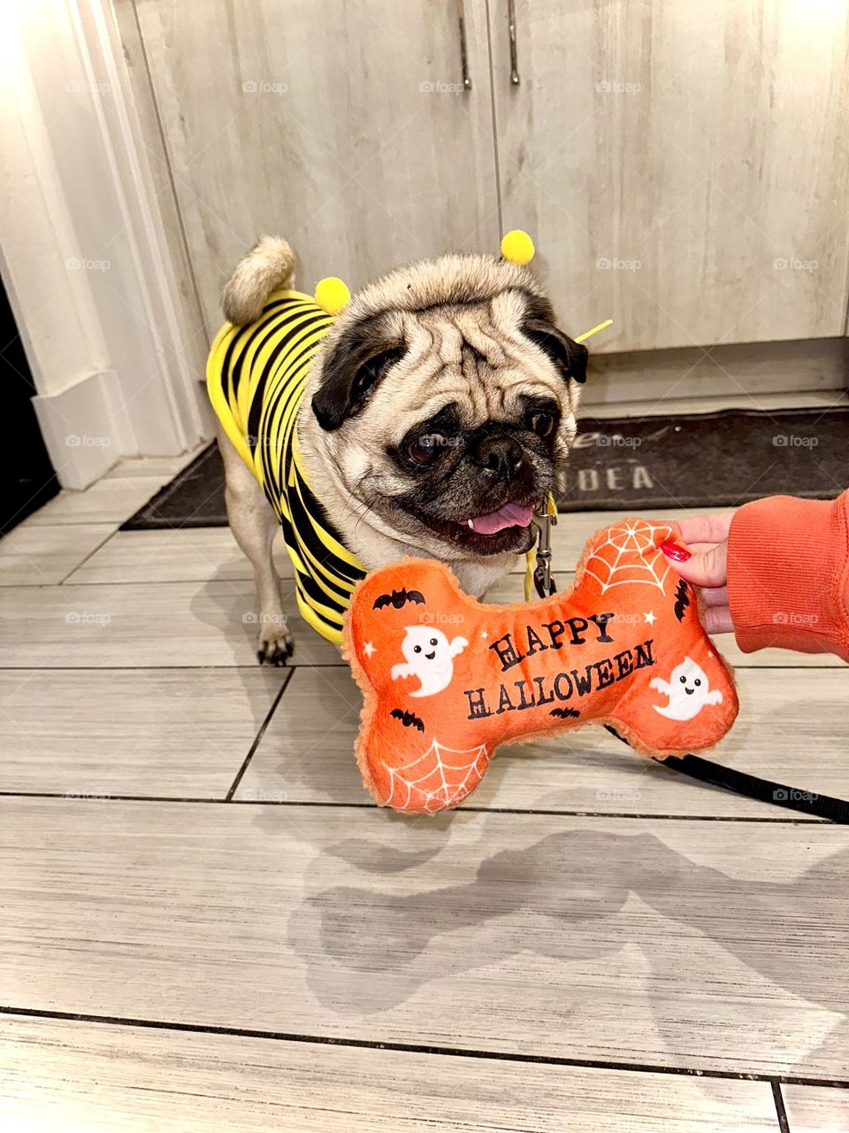 Bumblepug🐝